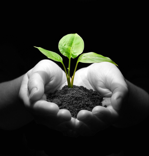 planting-seeds
